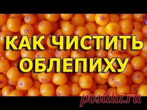 Как собирать облепиху быстро? (видео)