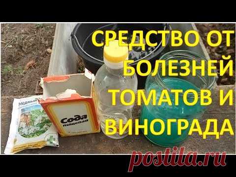 ВОТ ЧЕГО РЕАЛЬНО БОИТСЯ ФИТОФТОРА И МУЧНИСТАЯ РОСА. Средство от болезней томатов.