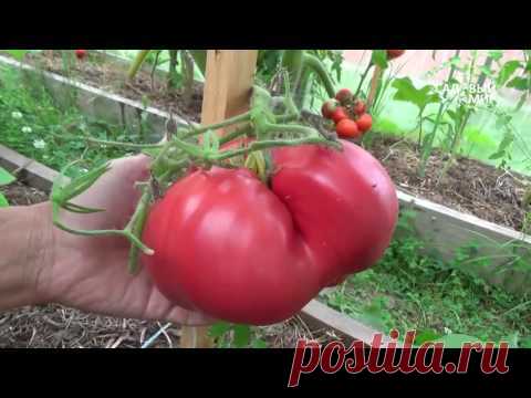 Выращивание томатов в теплице из поликарбоната