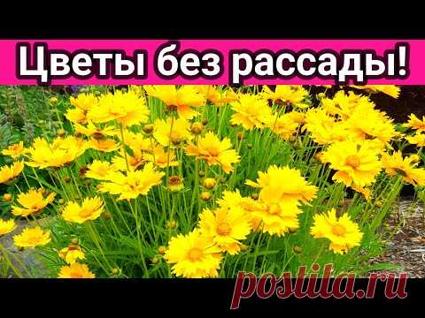 Цветы без рассады! Посейте эти цветы сразу в грунт, они станут украшением любого цветника