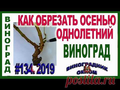 🍇  Обрезка однолетнего винограда. Часть 1. С чего начать? Основы обрезки и формировки.