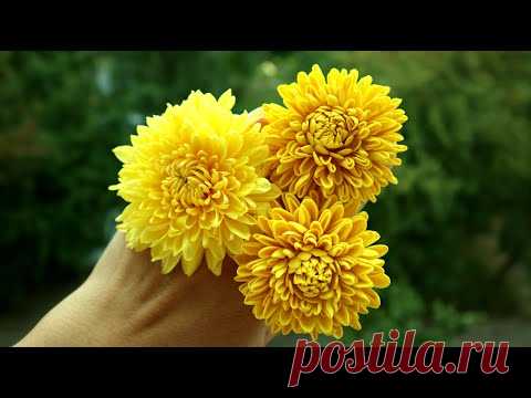 🌸 ХРИЗАНТЕМЫ из ФОАМИРАНА 🌸на резинках,без шаблона.Самый простой способ.🌞