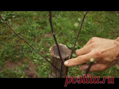 Яблоня: формируем саженцы. Курс по обрезке плодовых деревьев Николая Рабушко. Урок 7. ©