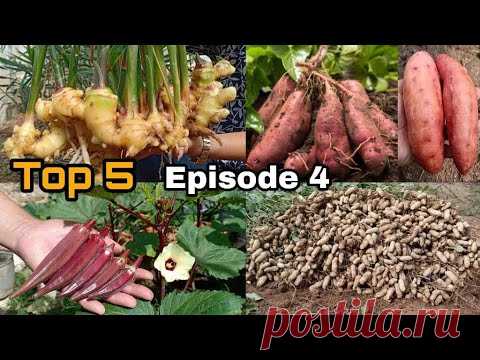 Episode04 Growing #Big_Ginger #Red_Okra #Peanuts_in_Pots #Potatoes #Winter_Melon / Seeds to Harvest