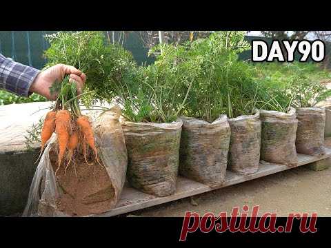 Как вырастить морковь в полиэтиленовых пакетах🥕