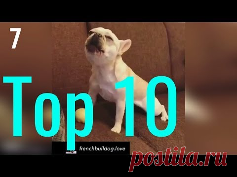 Топ 10 Приколов с  Французскими бульдогами