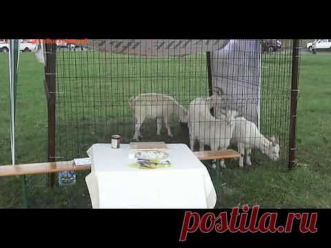 (+1) тема - Домашние козы | ПОТРЕБИТЕЛЬ, БДИ