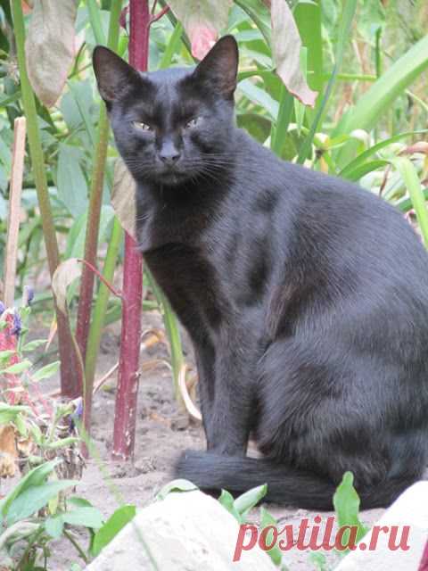 Грошики фантазий: Осторожный черный котик.