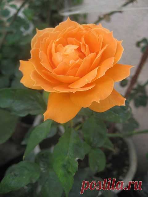 rosa tangerina | ROSES JUST ROSES