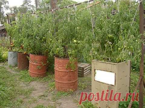 Вот так можно выращивать помидоры | Делаем сами