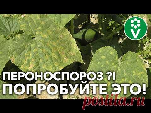 КАК НЕ ДОПУСТИТЬ ПОЯВЛЕНИЯ ПЕРОНОСПОРОЗА НА ОГУРЦАХ?!