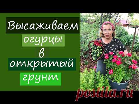 Высаживаем огурцы в открытый грунт