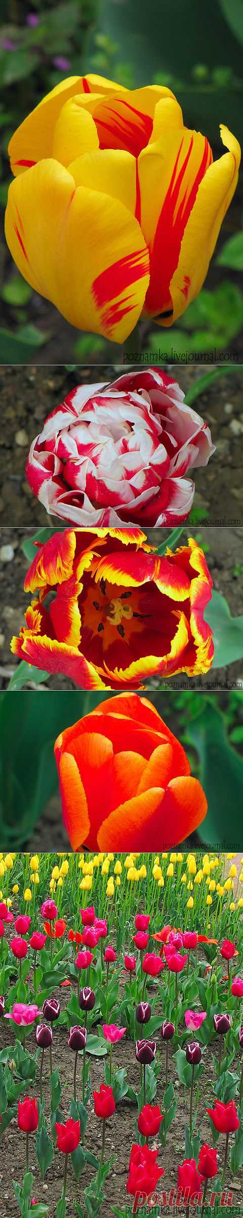 [Украина] Выставка тюльпанов в Никитинском ботаническом саду | Путешествуем вместе