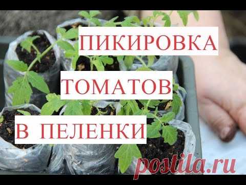 Пикировка Томатов в Пеленки (25.03.17).