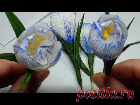 krokus `pickwick` z krepového papiera / crocus `pickwick` out of crepe paper