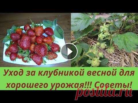 Уход за клубникой весной для хорошего урожая!!!Советы!!! Уход за клубникой весной для хорошего урожая!!! Советы! В этом видео я показываю как растет моя клубника в огороде и рассказываю все о том какой уход ...