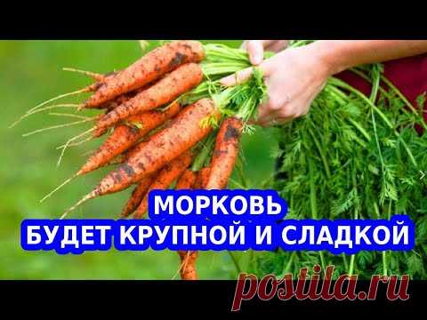 Моя простая подкормка для моркови для сладости и крупного размера