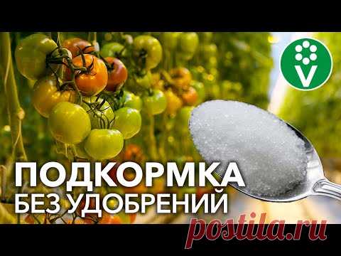 ПОМИДОРЫ, ПЕРЦЫ И ОГУРЦЫ ПРЕОБРАЗЯТСЯ НА ГЛАЗАХ после этой подкормки без удобрений!