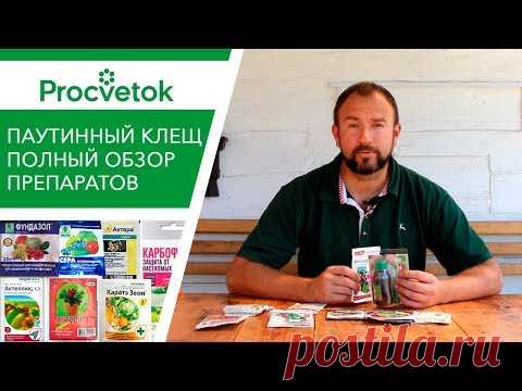 Препараты.Паутинный клещ. Как обнаружить, как избавиться? Обработка сада и огорода от паутинного клеща.