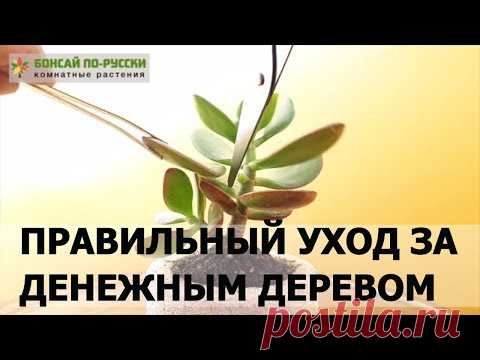 Толстянка, денежное дерево — уход в домашних условиях | Ноябрь 2018