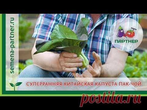 Суперранняя китайская капуста Пак-Чой !