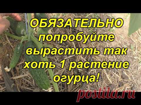 Огурцы будут самыми ранними - проверенный способ посадки!!!(попробуйте!)