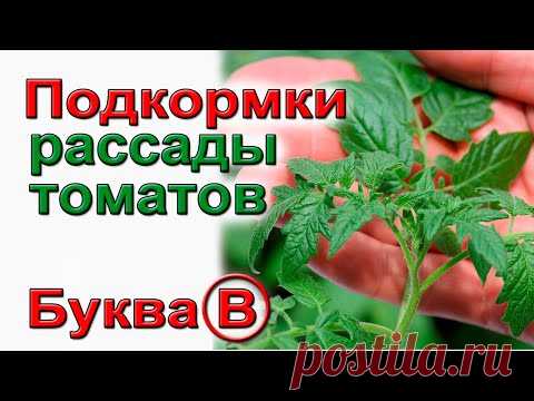 Подкормки для коренастой рассады томатов.   Буква  