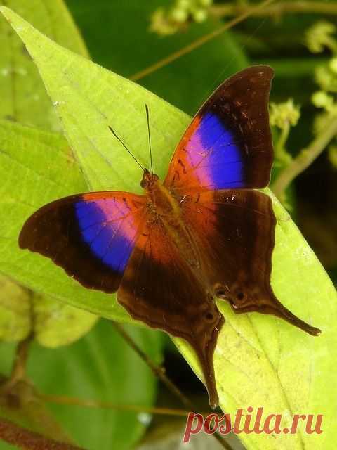 Sunset Daggerwing (Marpesia furcula violetta)  |  Найдено на сайте flickr.com.