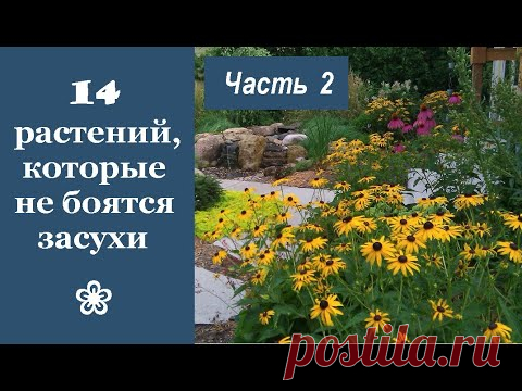 ❀ 14 красивых растений, которые не боятся засухи. Часть 2