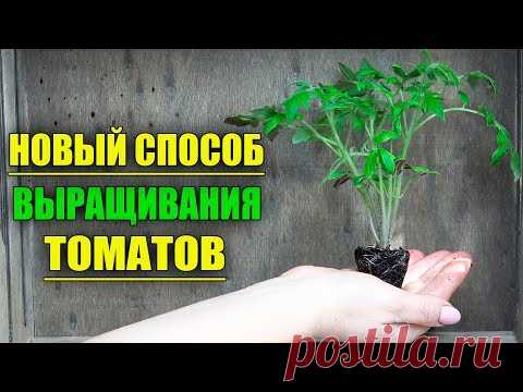 НОВЫЙ БУКЕТНЫЙ СПОСОБ ВЫРАЩИВАНИЯ ТОМАТОВ!