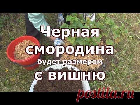 Уход за черной смородиной осенью, рыхление, подкормка, обрезка, мульчирование, черенкование