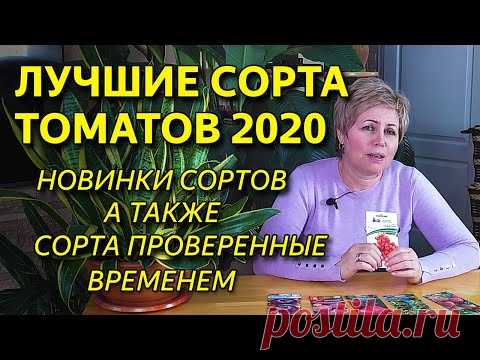 Лучшие сорта томатов 2020 года  Новинки сортов помидор и томаты проверенные временем!