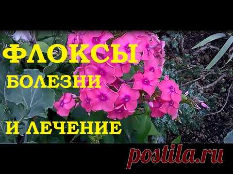 Флоксы. Болезни и лечение. Флоксы - многолетние цветы моего детства. Как красивы флоксы! Флоксы посадка, флоксы уход, флоксы лечение - обо всем можно посмотреть на моем канале. В этом ...