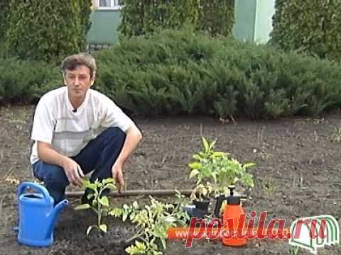 Высадка томатов в открытый грунт. Видео.