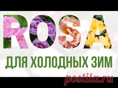 Розы для холодных зим. (Гибриды морщинистой и Канадские розы)