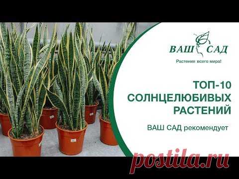 ТОП-10 солнцелюбивых растений. Майя рекомендует. Ваш сад