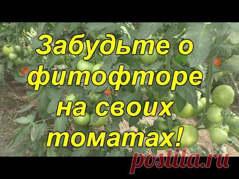 Почему у нас НЕТ фитофторы на томатах [защитный комплекс]