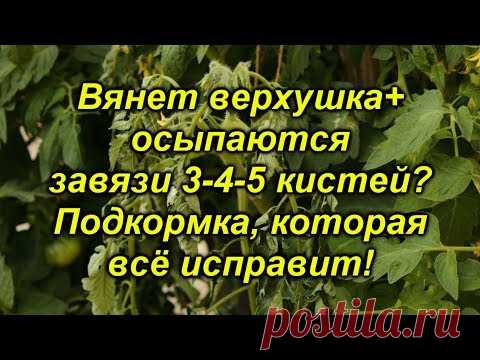 Вянет верхушка на томатах в жару и опадают верхние кисти?