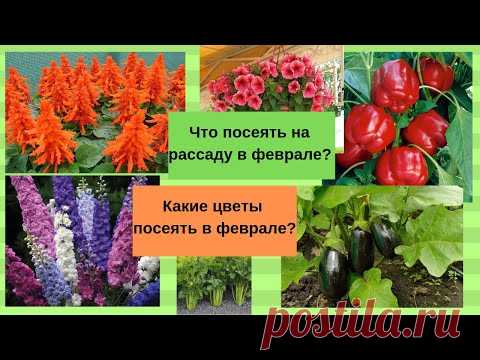 Что посеять на рассаду  в феврале? Какие цветы посеять в феврале?   Когда сеять семена перца, баклажанов, сельдерея, картофеля, а также цветов: петунии, бегонии, циннии, хризантемы, примулы, лаванды, виолы,...