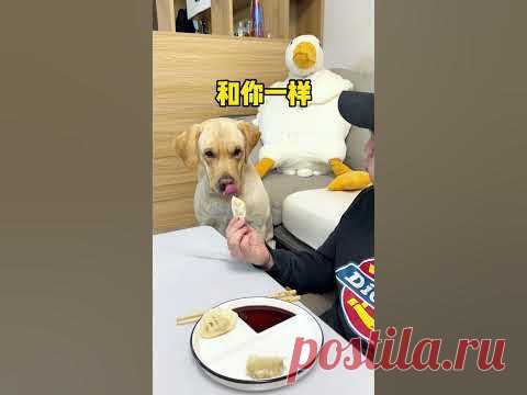 #萌寵 #拉布拉多 #labradorpuppy ------------------------------------------------------------------AllHomey 吱吱叫狗狗玩具毛绒咀嚼玩具https://amzn.to/3oHNLgA---------------------...