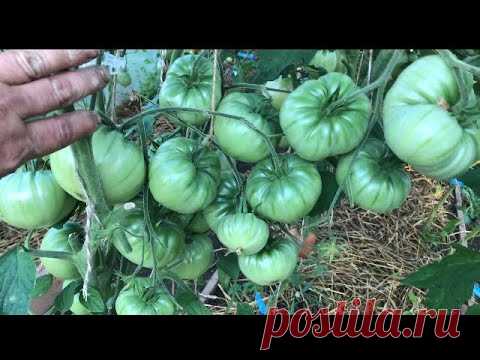 Урожайные, крупноплодные томаты. 2021