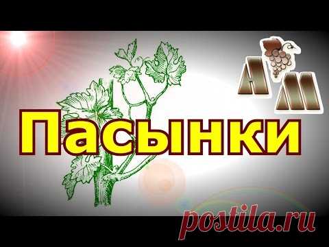 Как пасынковать виноград