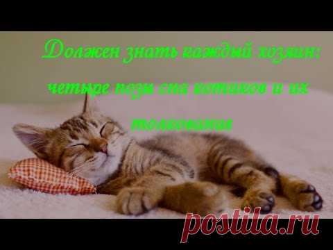 Должен знать каждый хозяин: четыре позы сна котиков и их  толкование  Poses of sleeping cats