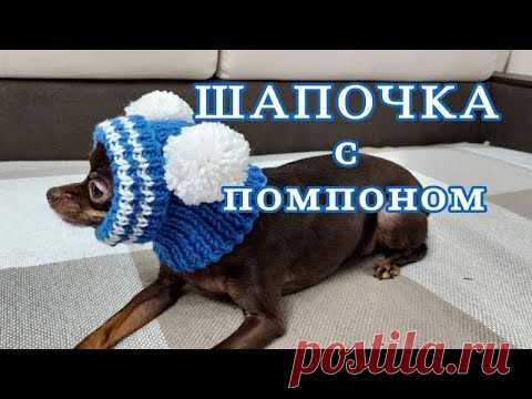 Шапочка с помпоном для собак, вязание спицами,  hat for dogs