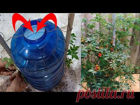How to grow tomato plants in plastic containers - YouTube
