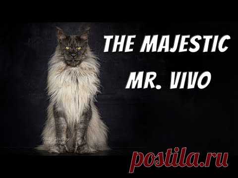 Mr. ViVo | The most majestic Maine Coon cat in the world.