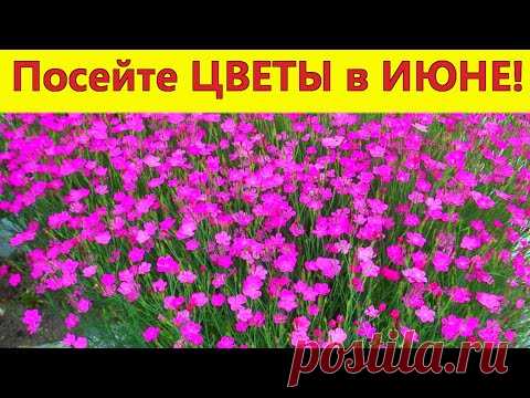 Посейте ЭТИ ЦВЕТЫ в ИЮНЕ! Они порадуют роскошным цветением в следующем году.