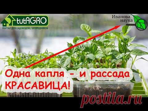 ЗАСТАВИТЬ РАССАДУ ТОЛСТЕТЬ КАК РОЖДЕСТВЕНСКОГО ГУСЯ ПОМОЖЕТ КОПЕЕЧНОЕ АПТЕЧНОЕ СРЕДСТВО КАМФОРА!