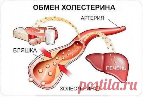 Как можно снизить уровень холестерина | Советы Народной Мудрости