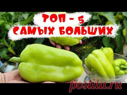 ЛУЧШИЕ ТОЛСТОСТЕННЫЕ БОЛЬШИЕ ВКУСНЫЕ сладкие перцы